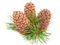 Cedar cones with branch Royalty Free Stock Photo