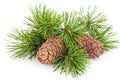 Cedar cones with branch Royalty Free Stock Photo