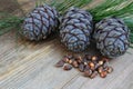 Cedar cones, cedar branch and cedar nut on an old wooden backgro Royalty Free Stock Photo