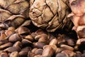 Cedar cones and nuts closeup macro Royalty Free Stock Photo