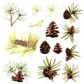 Cedar cones with nuts and green pine needles pine tree branches nature watercolor isolated objects on white background Royalty Free Stock Photo