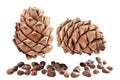 Cedar cones with nuts. Isolated.