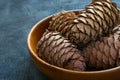 Cedar cones with pine nuts in a bowl Royalty Free Stock Photo