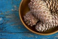 Cedar cones with pine nuts in a bowl Royalty Free Stock Photo