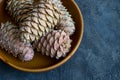 Cedar cones with pine nuts in a bowl close-up. Royalty Free Stock Photo