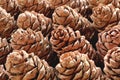 Cedar cones rows texture.