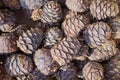 Cedar cones with sunlight, top view.