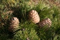 Cedar cones