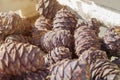 Cedar cones in wooden box, close-up