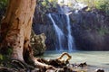 Cedar Creek Falls in the Whitsundays, Australia with melaleuca gum tree Royalty Free Stock Photo