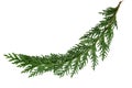 Cedar Cypress Leaf Royalty Free Stock Photo