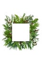 Cedar Cypress Leaf Abstract Background Border Royalty Free Stock Photo