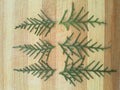 Cedar cypress leaf design on wooden background Royalty Free Stock Photo