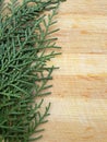 Cedar cypress leaf line on wooden background Royalty Free Stock Photo