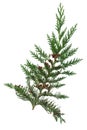 Cedar Cypress Llelandii Leaf Sprig Royalty Free Stock Photo