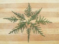 Cedar cypress leaf star shape on wooden background Royalty Free Stock Photo