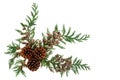 Cedar Cypress Leaves and Pine Cone Decoration Royalty Free Stock Photo