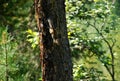 Cedar, dew, tree, Russia, Baikal, Altay, journey, squirrel