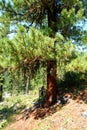 Cedar, dew, tree, Russia, Baikal, Altay, journey