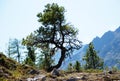 Cedar, dew, tree, Russia, Baikal, Altay, journey