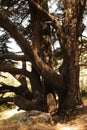 The cedar forest Arz er-Rabb in the lebanese