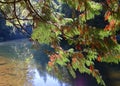 Cedar Fronds Hanging over Water