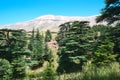 Cedar Grove is the last remnant of large forests that once prospered. Cedar is a symbol of Lebanon