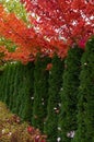 Cedar Hedge and Maple trees Royalty Free Stock Photo