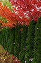 Cedar Hedge and Maple trees