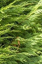 Cedar hedge texture. Beautiful green branches of thuja Royalty Free Stock Photo