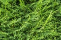 Cedar hedge texture. Beautiful green branches of thuja Royalty Free Stock Photo