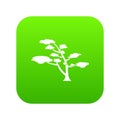 Cedar icon digital green