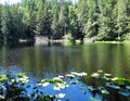 Cedar Lake in early summer on Chuckanut mountain Royalty Free Stock Photo