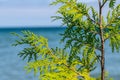 Cedar Leaves with Lake Michigan in Background