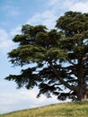 Cedar of lebanon Royalty Free Stock Photo