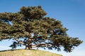 Cedar of Lebanon Royalty Free Stock Photo