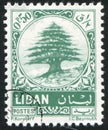 Cedar of Lebanon Royalty Free Stock Photo