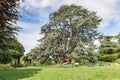 Monumental tree of Cedar of Lebanon Cedrus libani. Public gardens or Estensi gardens, city center of Varese, Italy Royalty Free Stock Photo