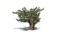 Cedar of Lebanon tree Royalty Free Stock Photo