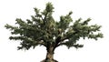 Cedar of Lebanon tree Royalty Free Stock Photo