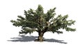 Cedar of Lebanon tree Royalty Free Stock Photo