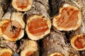 Cedar Logs Royalty Free Stock Photo