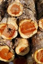 Cedar Logs Royalty Free Stock Photo