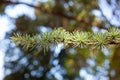 The cedar needle branchlet