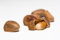 Cedar nut Royalty Free Stock Photo