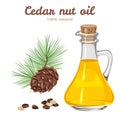 Cedar nut oil in glass bottle isolated on white background. Vector illustration of a pine cone, nuts and coniferous branch Royalty Free Stock Photo