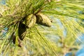 Cedar nut, pine cone green. Royalty Free Stock Photo