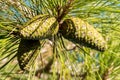 Cedar nut, pine cone green. Royalty Free Stock Photo