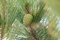 Pine cone green Royalty Free Stock Photo