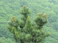 Cedar nut, pine cone green cedar wood Royalty Free Stock Photo